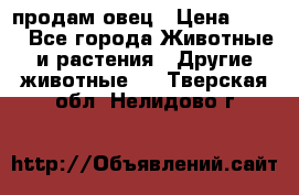  продам овец › Цена ­ 100 - Все города Животные и растения » Другие животные   . Тверская обл.,Нелидово г.